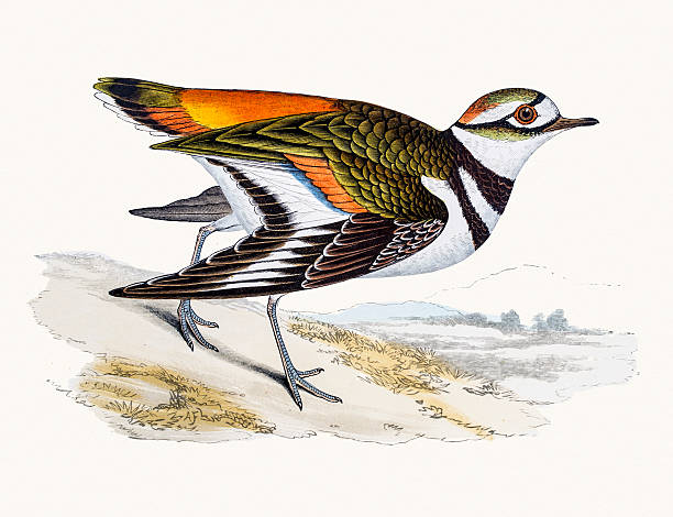 Killdeer plover bird A photograph of an original hand-colored engraving from The History of British Birds by Morris published in 1853-1891. charadriiformes stock illustrations