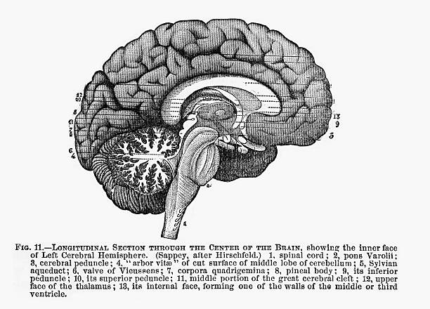 istock Section Through the Center of the Brain Engraved Illustration, 1880 538153672