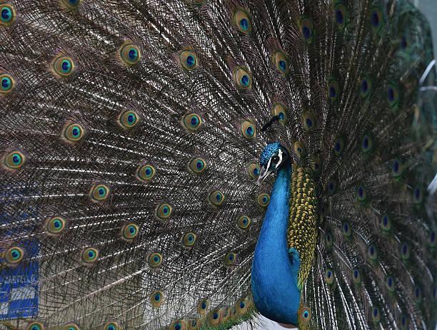 istock The train tail of an Indian Peacock 538153696