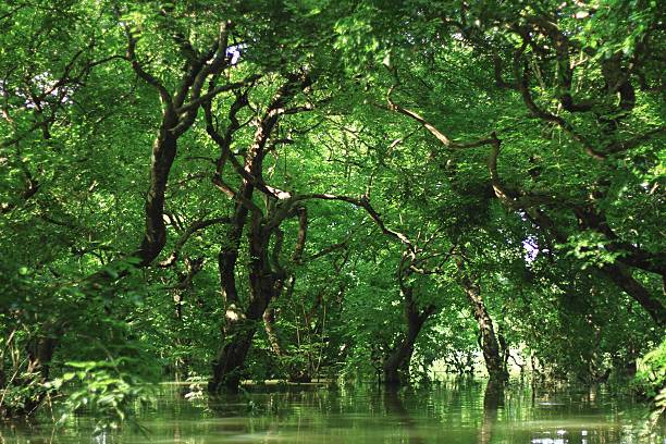 Swamp Forest One of the Most Beautiful swamp forest in the world.  sylhet stock pictures, royalty-free photos & images