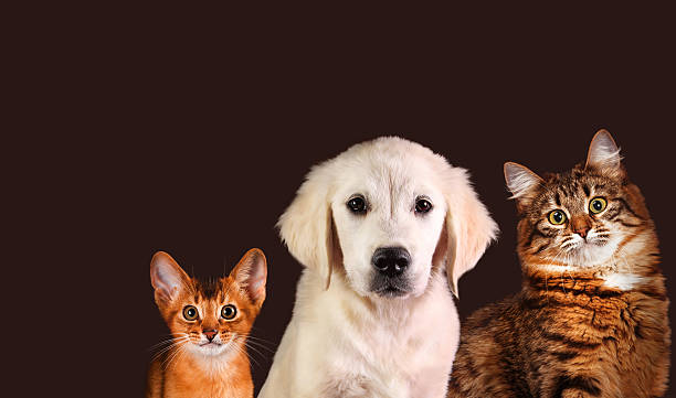 istock Cat and dog, abyssinian kitten , golden retriever 538154222