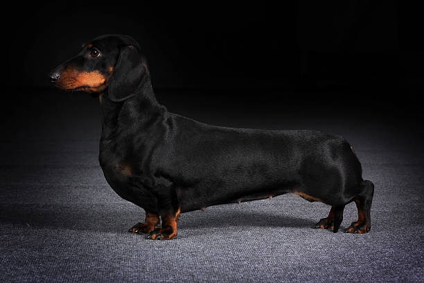 istock Dog German Dachshund is to show the position 538154258