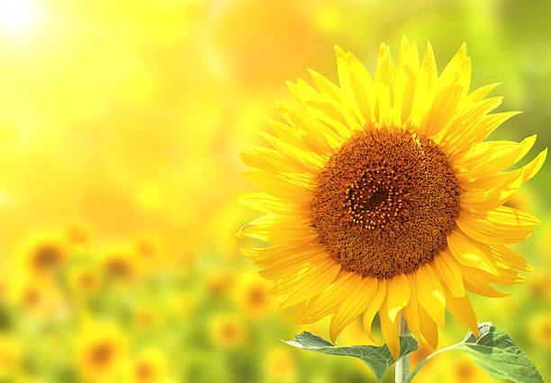 istock Sunflowers on blurred sunny background 538154316