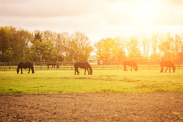 istock Black horses at a farm in sunlight 538154348