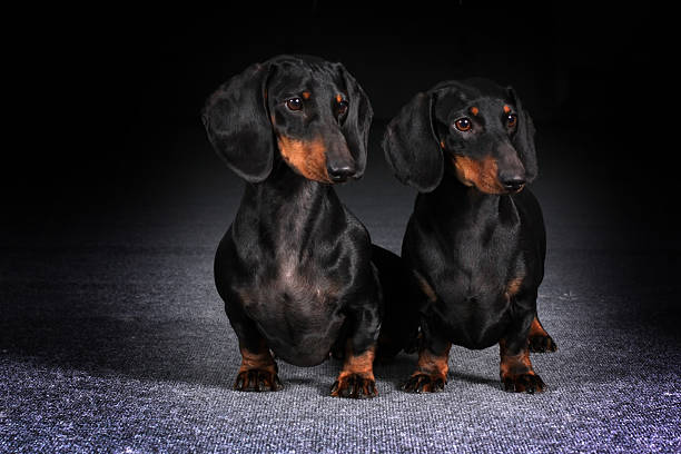 istock two dogs haired German dachshunds 538154790
