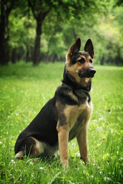 chien de berger allemand  - german shepherd police security alertness photos et images de collection