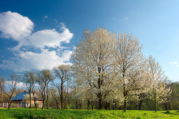 istock spring; trees; white color; village; 538155858