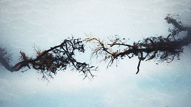 istock Two Branches Reaching For Each Other, Fine Abstract Art Photograph 538156304