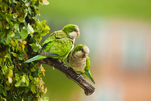 Wild Monk Parakeets stock photo