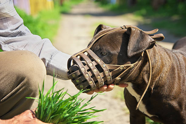 perro puesto un bozal - bozal fotografías e imágenes de stock