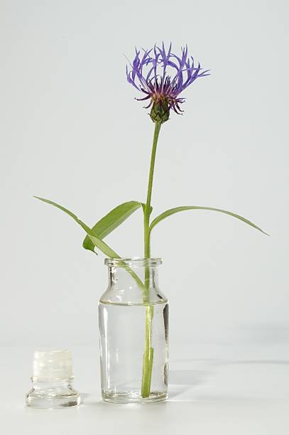 istock Centaurea Montana (Bachelor Button) in a glass vase 538160588