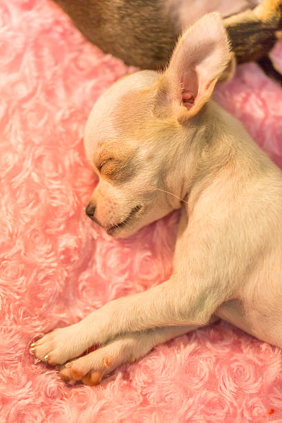 istock Baby chihuahua taking a nap 538160755
