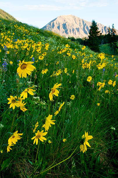 istock Artic Sunflowers beneath tall mountains. 538160785