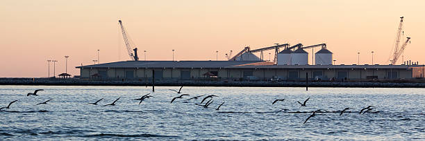Pájaros volando en frente de Gulfport Harbor en Mississippi - foto de stock