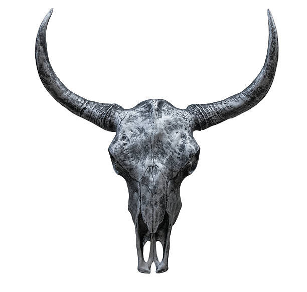 istock Iron Cow skull isolated on the white background 538161060