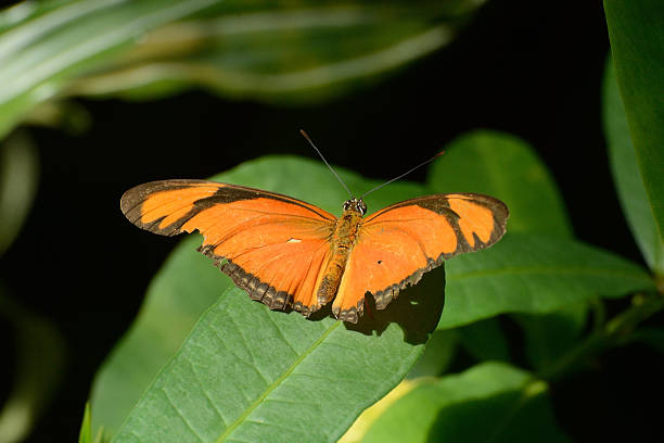 istock Julia or Flambeau Butterfly (Dryas Iulia) 538161080
