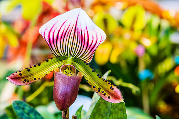istock Paphiopedilum orchid. 538161123