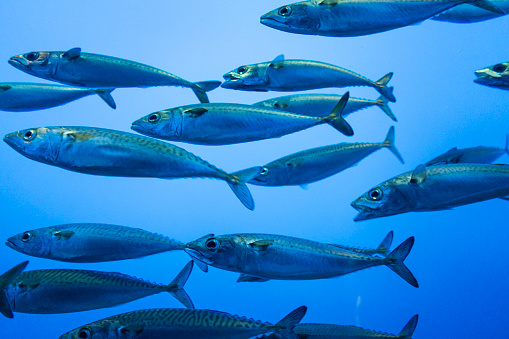 A school of sardines at Monterey Bay Aquarium