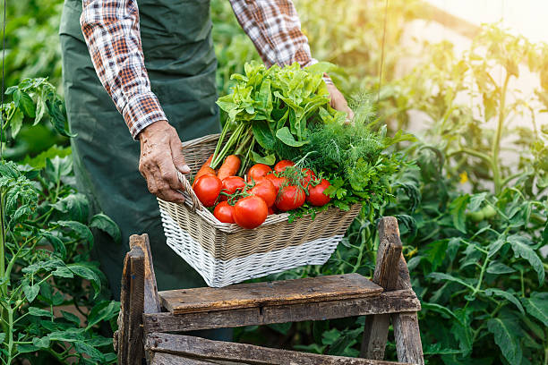 istock Old farmer taking a basket with fresh vegetables 538161658