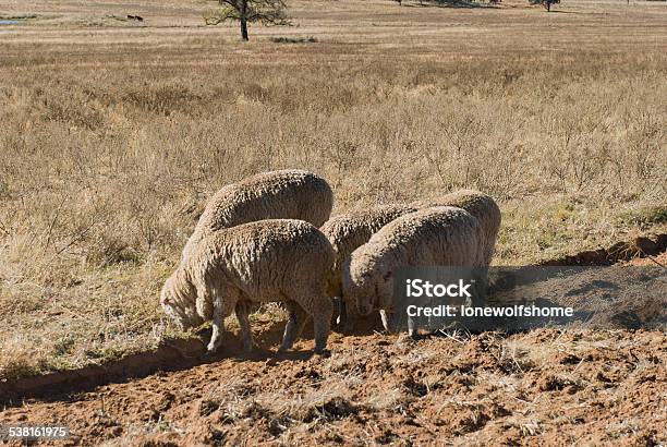 Mammal Stock Photo - Download Image Now - 2015, Agriculture, Animal