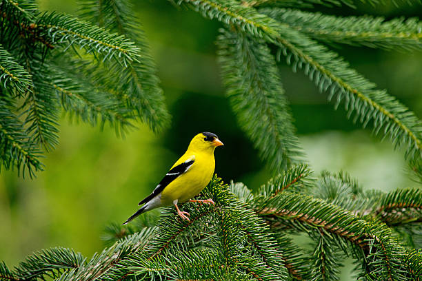 goldfinch perches on a pine tree branch - american goldfinch branch perching finch imagens e fotografias de stock