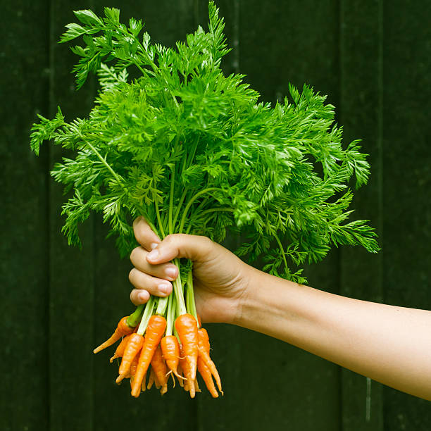 istock Bunch of organic baby carrots. 538162195