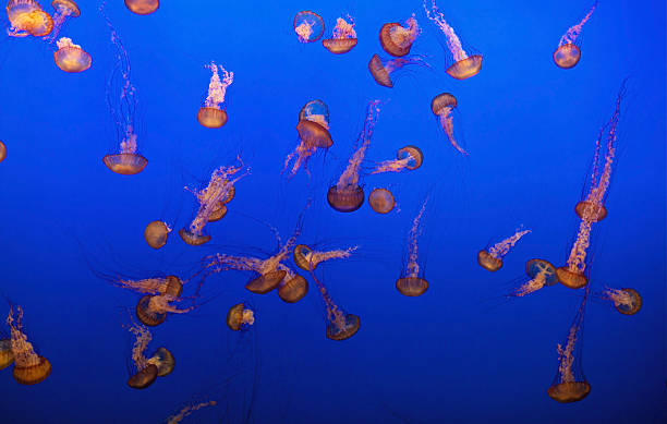 istock Lots of Jellyfish swimming 538162268