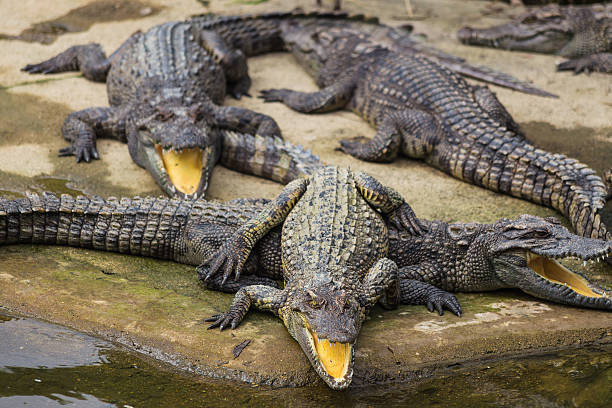 istock water bodies on the Crocodile Farm in Dalat. 538162622