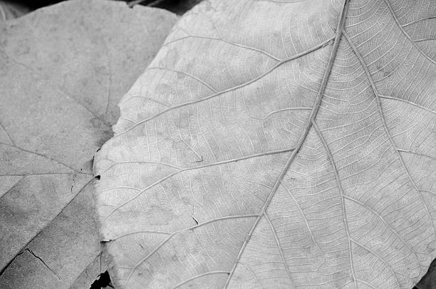 istock brown leaf on the ground have disease 538163094