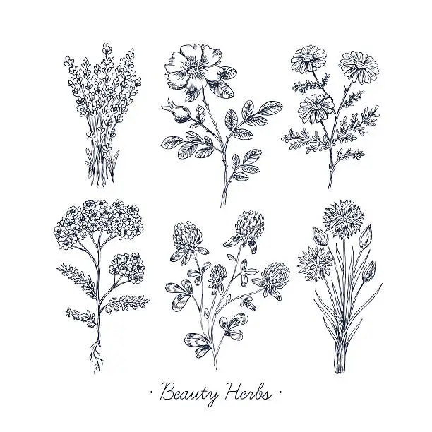 Vector illustration of Hand Drawn Vintage Beauty Herbs Set