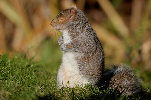 Grey Squirrel, Sciurus carolinensis in a public park in London where - despite they are a invasive specie -  are quite popular