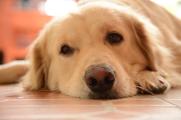 istock Sleepy Face Golden Retriever Dog 538163975