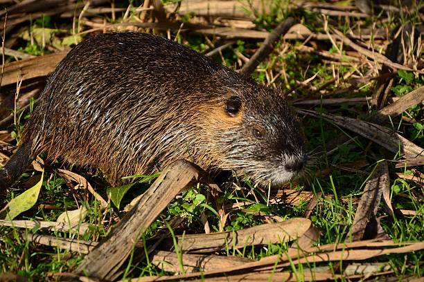 istock Nutria on the edge of the river 538164856