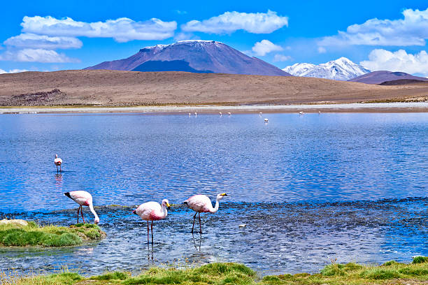 istock laguna Hedionda  with pink flamingo  Bolivia 538165100