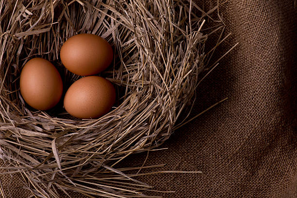 uova di gallina in un nido su sfondo di tela grezza - agriculture brown burlap cholesterol foto e immagini stock