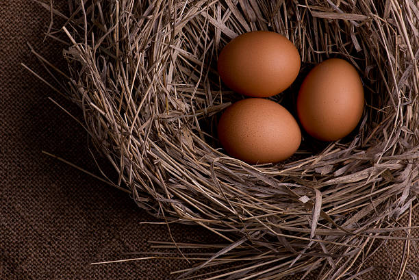 鶏の卵を背景による nest バーラップ - agriculture brown burlap cholesterol ストックフォトと画像