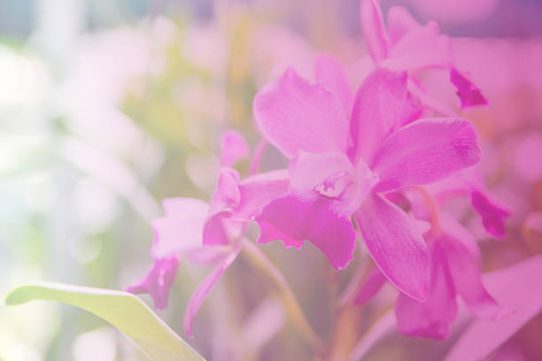 istock Beautiful Thai orchid flower background 538165685