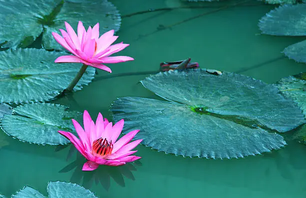Beauty water lilly flower.Pink Lotus.