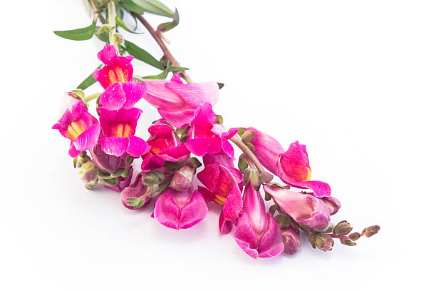istock Pink Snapdragon Isolated on White 538165946