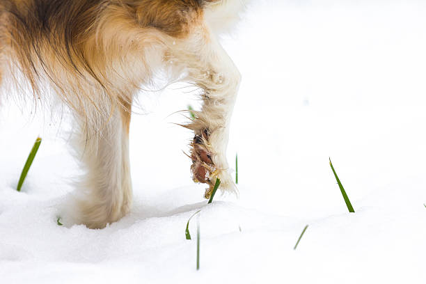 Dog paw in the snow stock photo