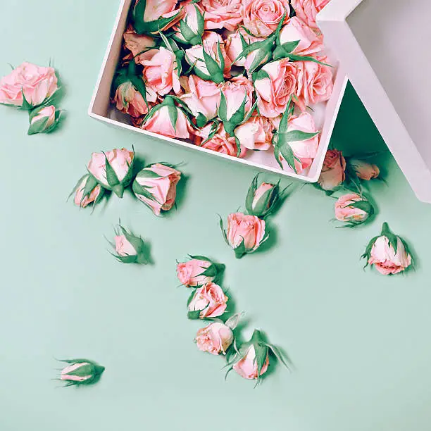 Photo of Pink Roses in a white box. Fashion. Details Minimalism.