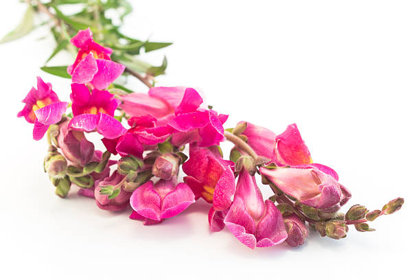 istock Pink Snapdragon Isolated on White 538166348