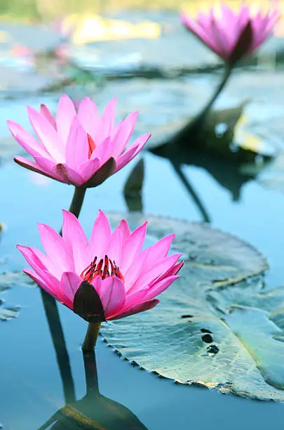 Beauty water lilly flower.Pink Lotus.