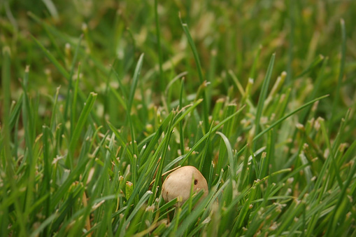 Tiny mushroom in grass