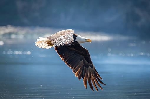 An Ameican Bald Eagle flying low over the the Whtie River. I hope everyone has a Happy and Safe Memorial Day Weekend, As we Remember those that have served this great country.An American Bald Eagle takes flight near a river in Arkansas.