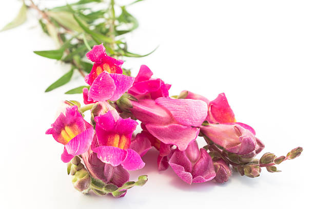 istock Pink Snapdragon Isolated on White 538167130