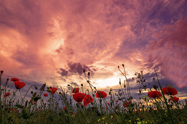 istock sunset over poppy field 538167226