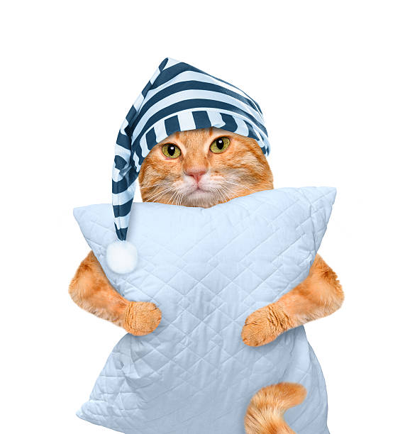 Sleepy cat in a cap with a pillow. stock photo