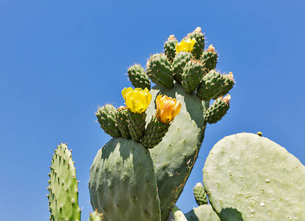 istock Blooming cactus Coccinellifera outdoor closeup. Cyprus. 538167578