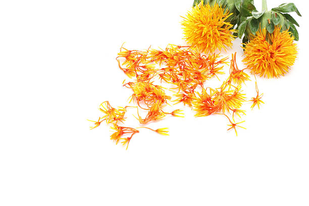 Safflower in a white background stock photo